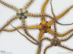 Tapeta National Geographic 282.jpg